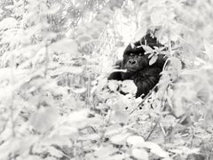 Reflection, animal, wildlife, black and white photography, gorilla, africa