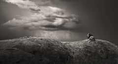 Remember when, contemporary, wildlife, Lion, black and white photography