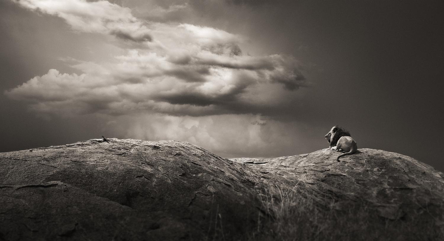 Joachim Schmeisser Landscape Photograph - Remember when II, contemporary, wildlife, black and white photography, Lion