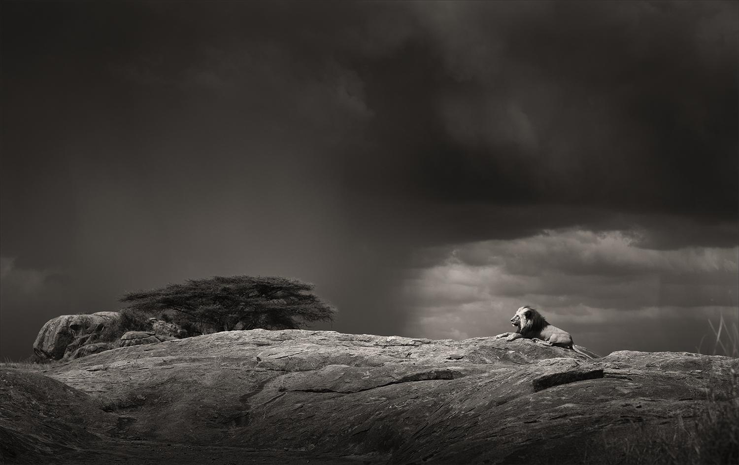 Landscape Photograph di Joachim Schmeisser - Ricorda quando III, contemporaneo, fauna selvatica, fotografia in bianco e nero, Leone
