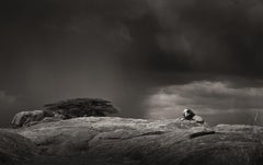 Remember when III, contemporary, wildlife, black and white photography, Lion
