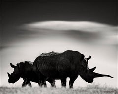 Rhino couple in front of Mount Kenya, animal, black and white photography
