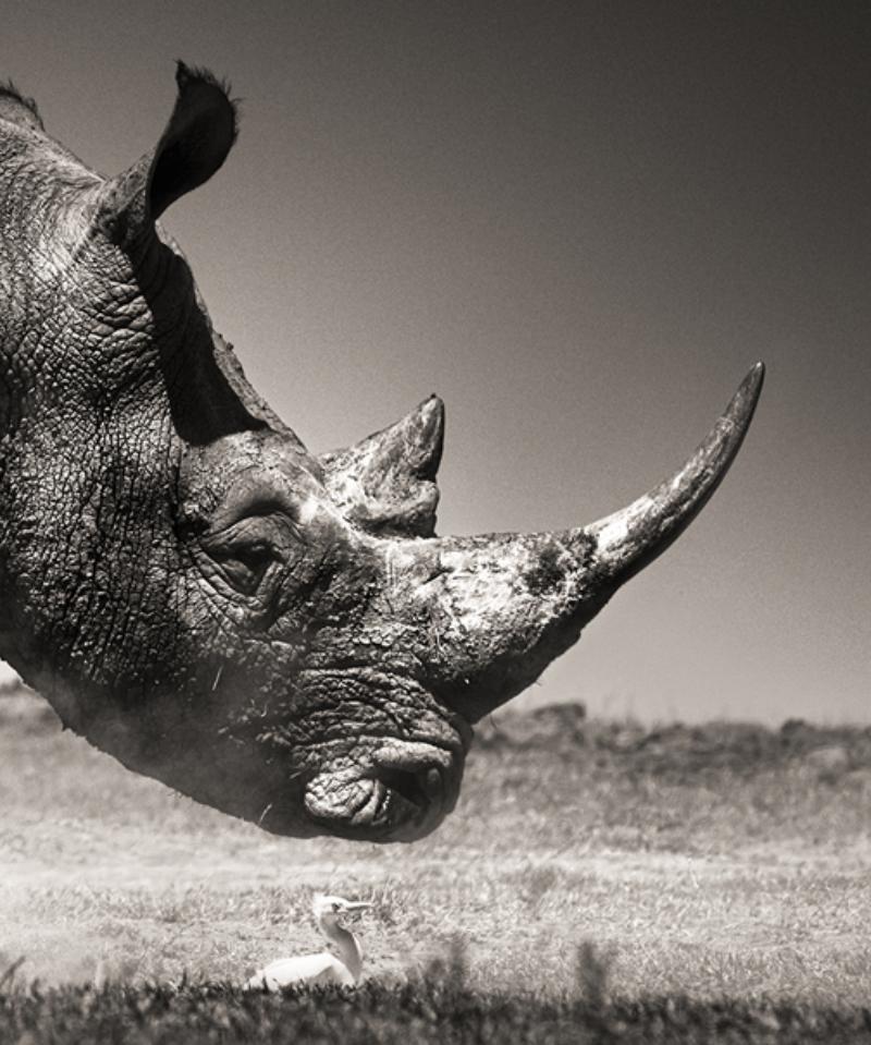Rise – Tierporträt eines Rhinoceros im Staub, Kunstfotografie, 2019 (Zeitgenössisch), Photograph, von Joachim Schmeisser