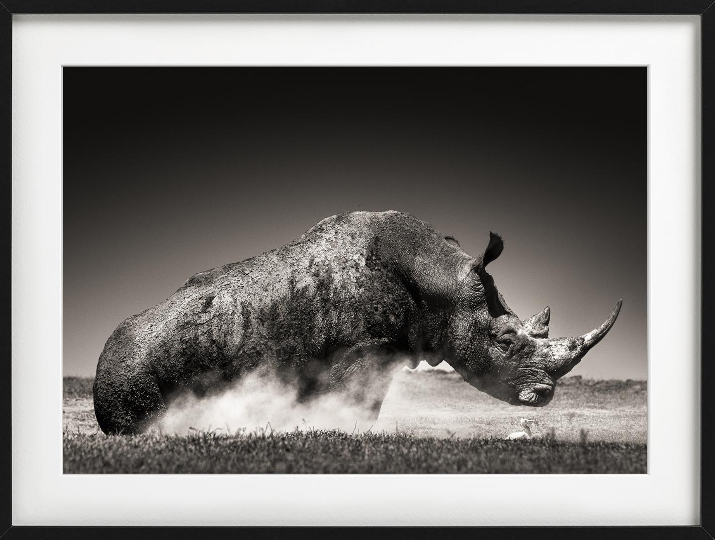 Rise – Tierporträt eines Rhinoceros im Staub, Kunstfotografie, 2019 im Angebot 2