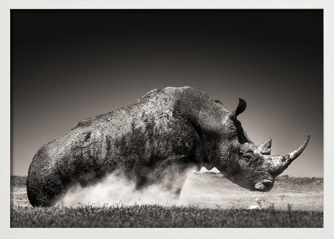 Rise – Tierporträt eines Rhinoceros im Staub, Kunstfotografie, 2019 im Angebot 3
