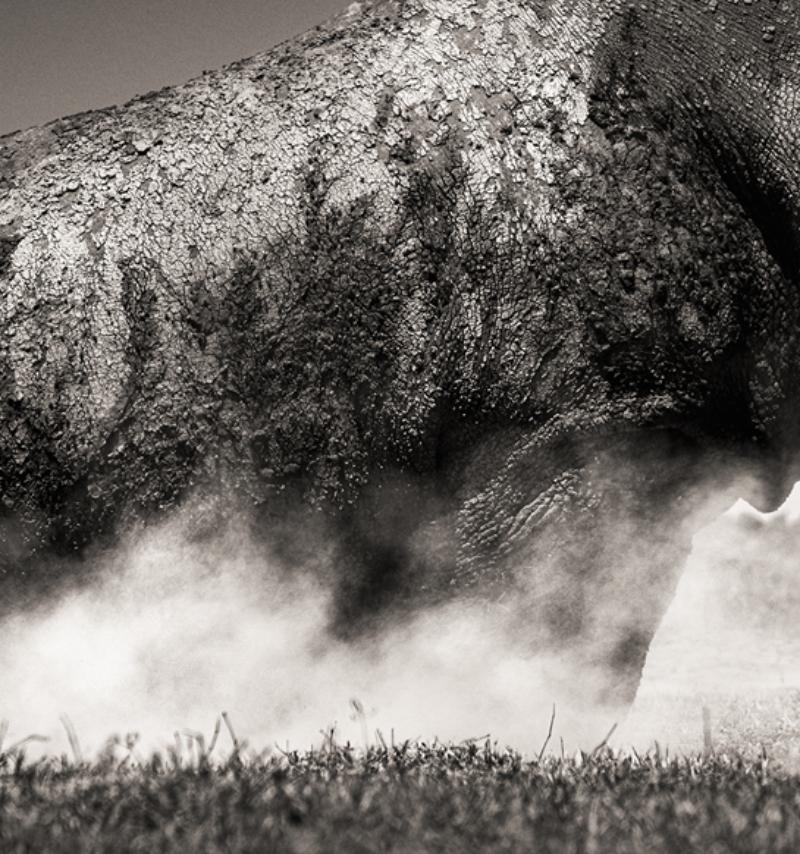 Rise – Tierporträt eines Rhinoceros im Staub, Kunstfotografie, 2019 im Angebot 4