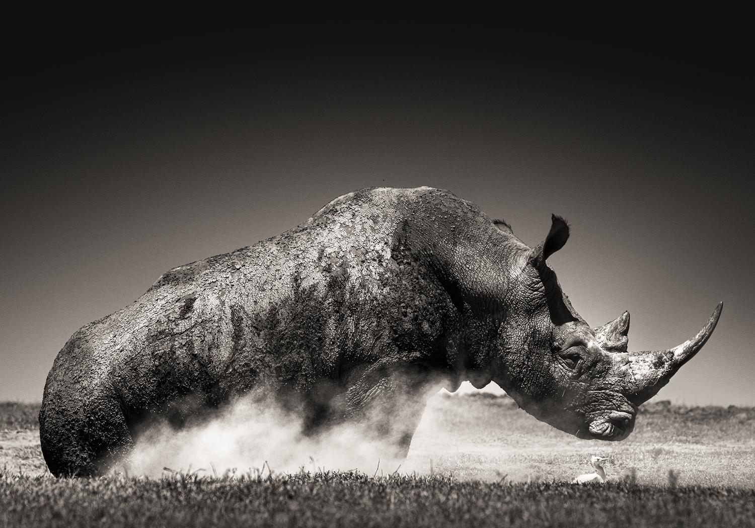 Joachim Schmeisser Black and White Photograph – Rise – Tierporträt eines Rhinoceros im Staub, Kunstfotografie, 2019