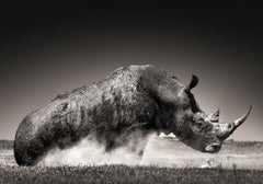 Rise - Animal Portrait of a Rhinoceros in the Dust, Fine Art Photography, 2019