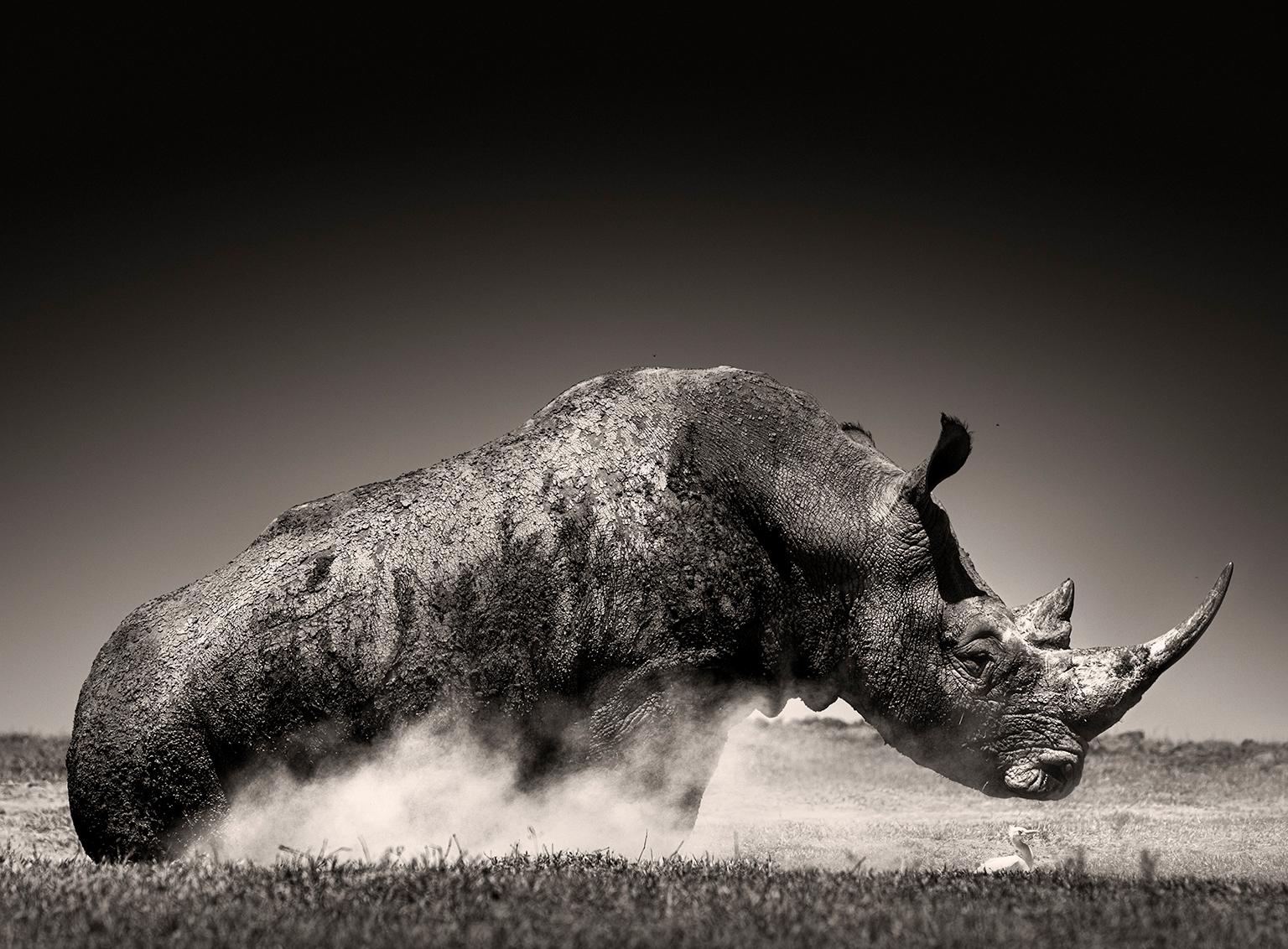 Joachim Schmeisser Landscape Photograph - Rise I, animal, wildlife, black and white photography, rhino, africa
