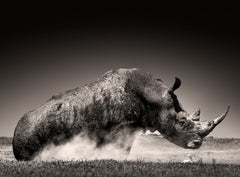 Rise I, animal, wildlife, black and white photography, rhino, africa