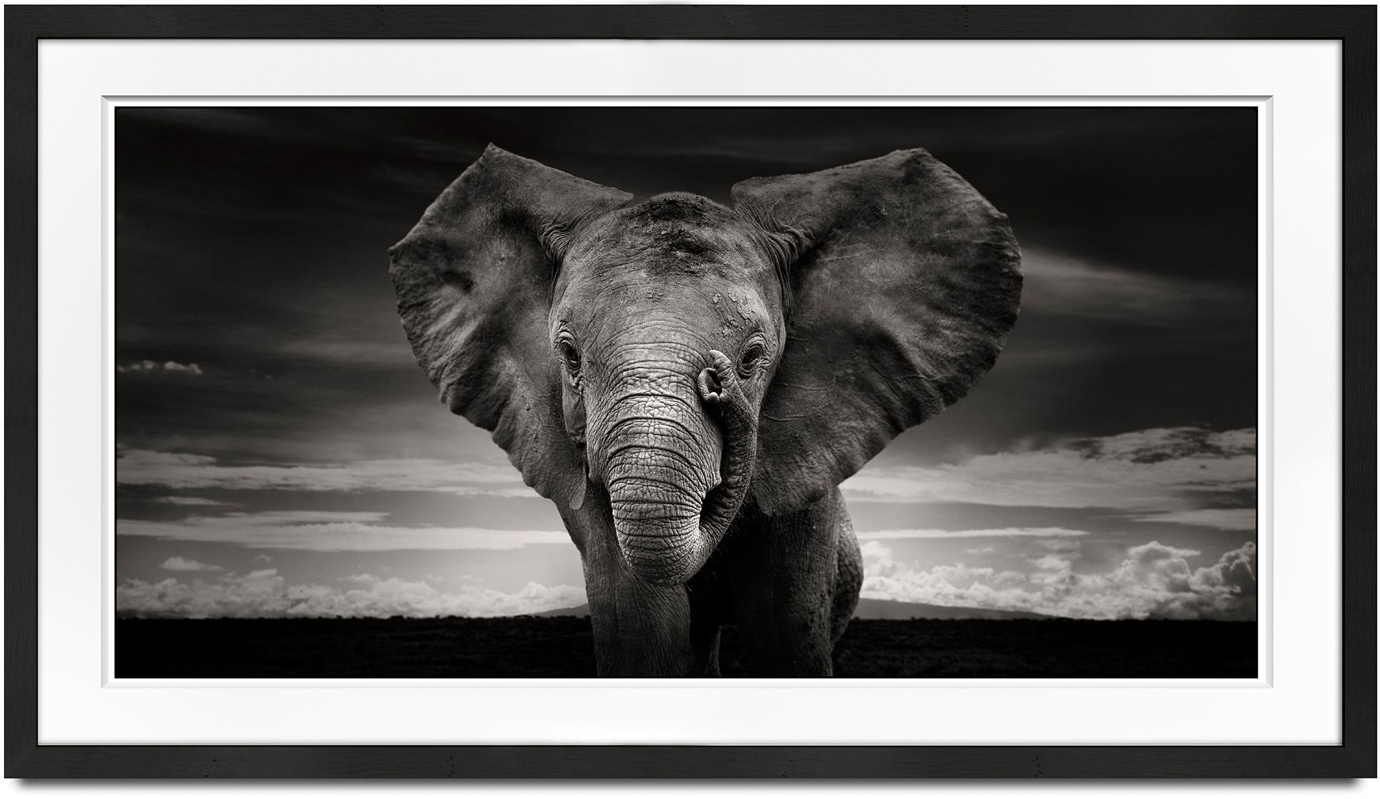 Sabachi, Kenya, Elephant, black and white photography, wildlife - Photograph by Joachim Schmeisser