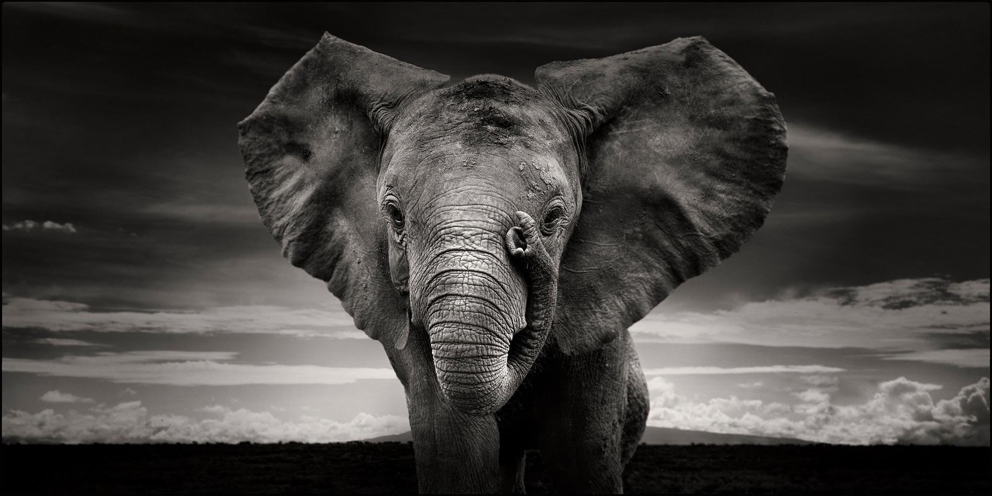 Joachim Schmeisser Portrait Photograph - Sabachi, Kenya, Elephant, black and white photography, wildlife