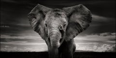 Sabachi, Kenya, Elefant, Schwarz-Weiß-Fotografie, Wildtiere