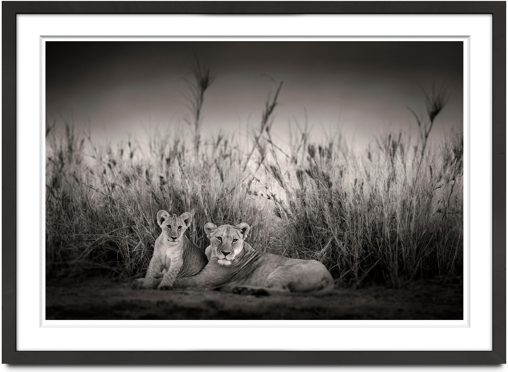  Sarabi + Simba, animal, wildlife, black and white photography, lion, africa - Photograph by Joachim Schmeisser