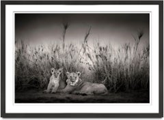 Sarabi + Simba, animal, wildlife, black and white photography, lion, africa