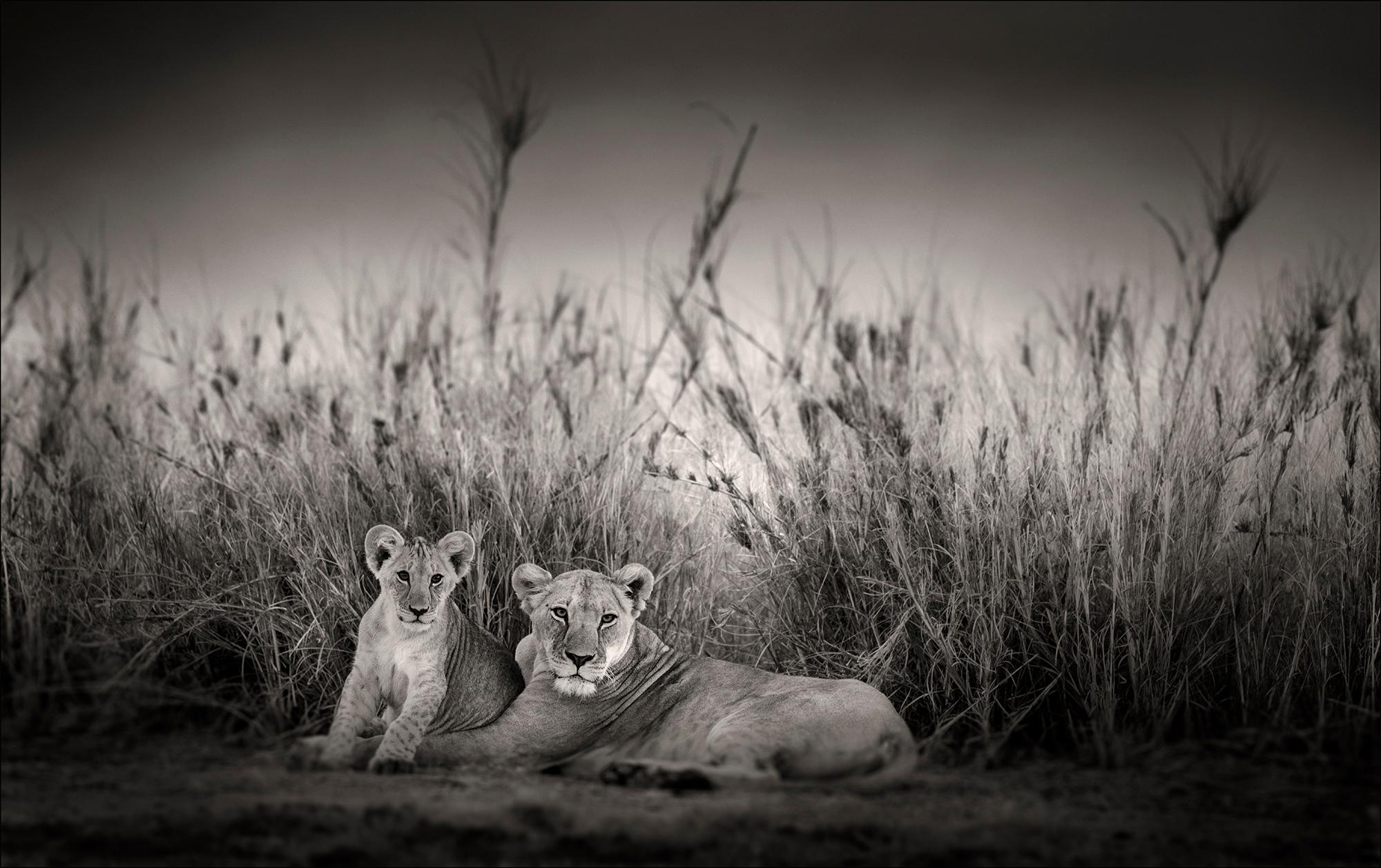 Joachim Schmeisser Black and White Photograph -  Sarabi + Simba, animal, wildlife, black and white photography, lion, africa