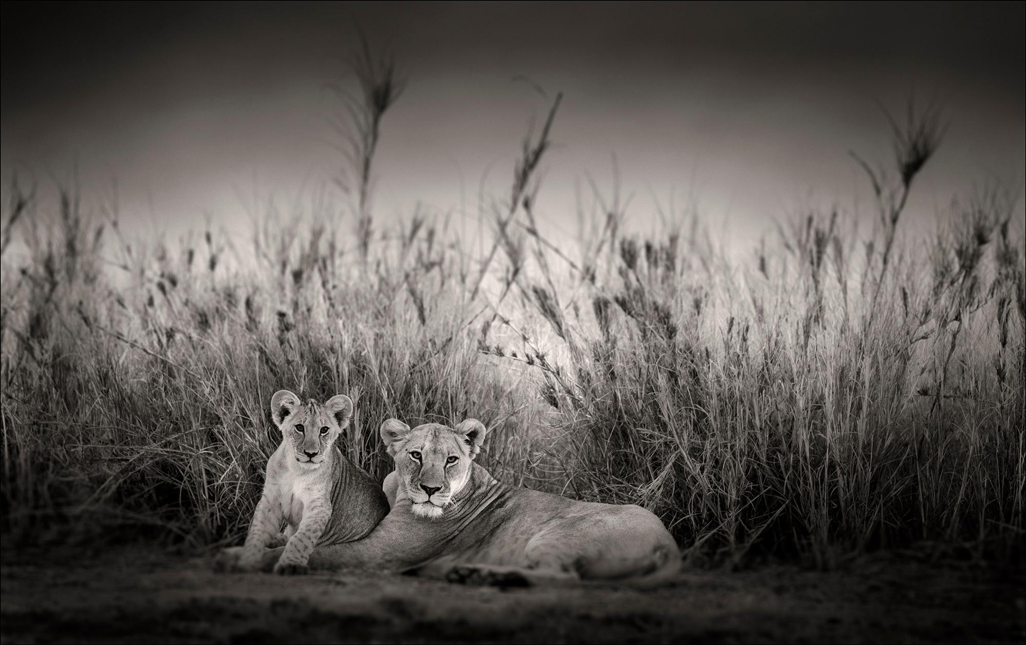 Black and White Photograph di Joachim Schmeisser - Sarabi + Simba, animali, fauna selvatica, fotografia in bianco e nero, leone, Africa
