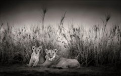 Sarabi + Simba, animal, wildlife, black and white photography, lion, africa