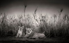  Sarabi + Simba, animaux, animaux sauvages, photographies en noir et blanc, lion, Afrique