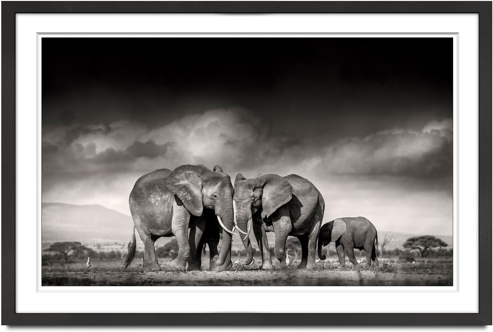 Searching for salt, animal, wildlife, black and white photography, elephant - Photograph by Joachim Schmeisser