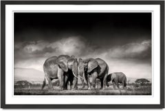 Searching for salt, animal, wildlife, black and white photography, elephant