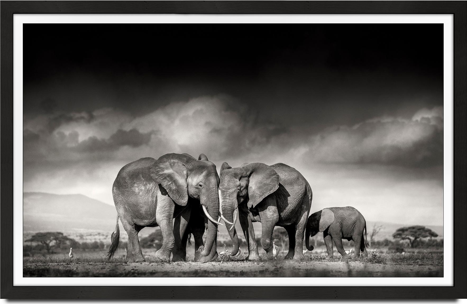 Searching for salt, animal, wildlife, black and white photography, elephant - Photograph by Joachim Schmeisser