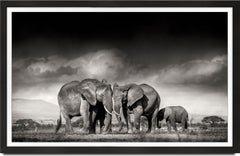 Searching for salt, animal, wildlife, black and white photography, elephant