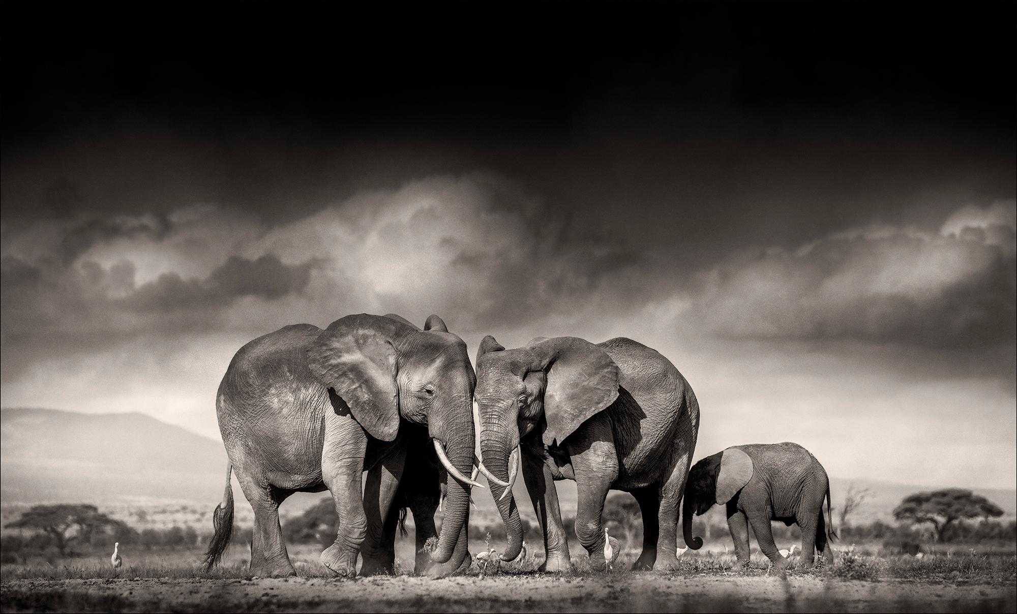 Joachim Schmeisser Black and White Photograph – Auf der Suche nach Salz, Tieren, Wildtieren, Schwarz-Weiß-Fotografie, Elefant