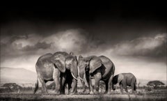 Auf der Suche nach Salz, Tieren, Wildtieren, Schwarz-Weiß-Fotografie, Elefant