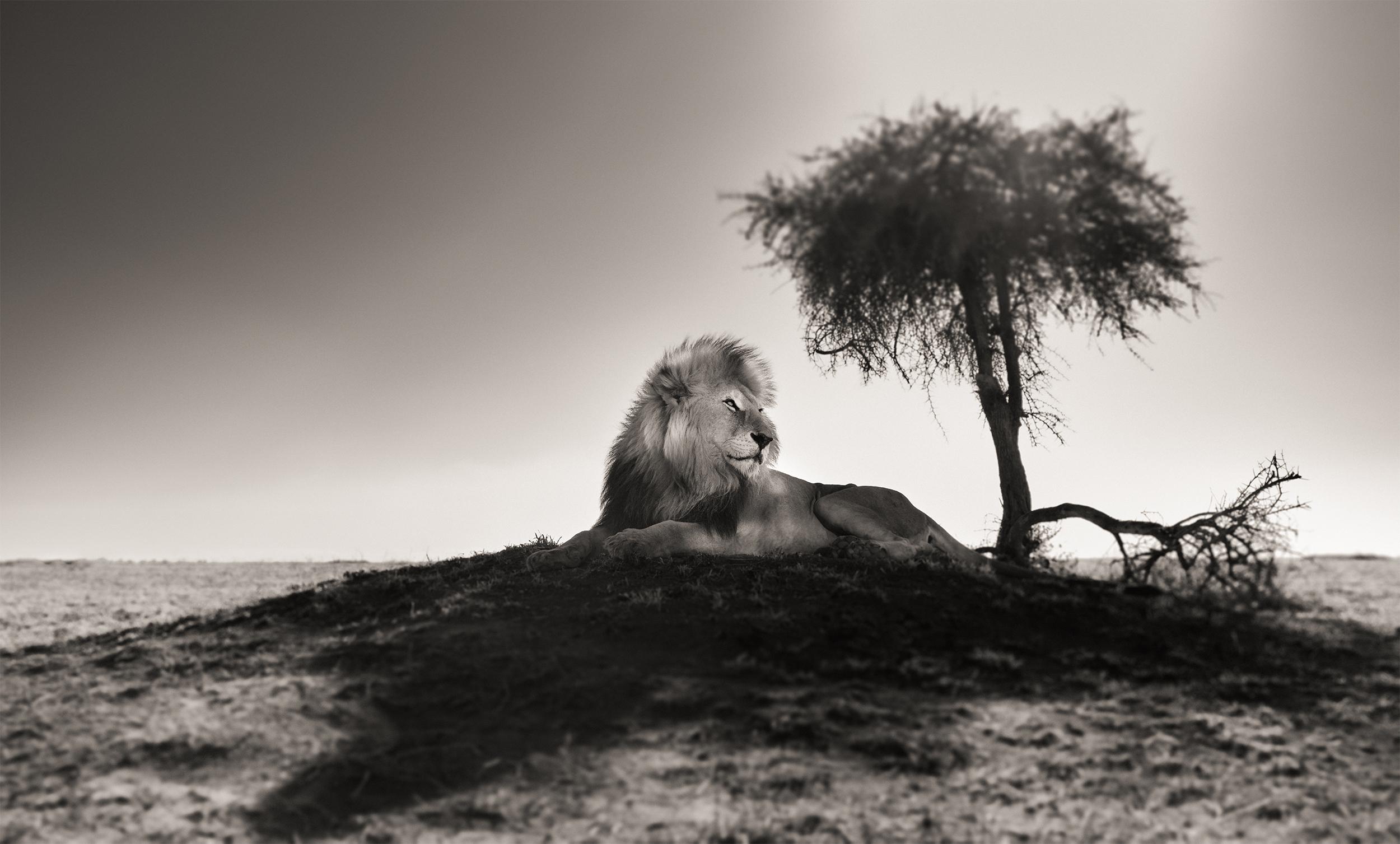 Black and White Photograph Joachim Schmeisser - Shadow Hunter, Contemporary, wildlife, black and white photography, Lion