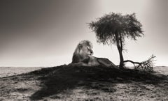 Cazador de sombras, contemporáneo, vida salvaje, fotografía en blanco y negro, León