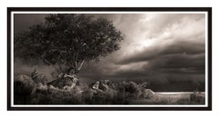 Rifugio, contemporaneo, Leone, bianco e nero, animale, Africa, Fotografia