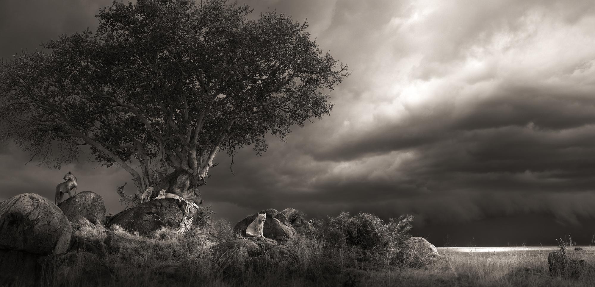 Joachim Schmeisser Black and White Photograph - Shelter, contemporary, Lion, black and white, animal, Africa, Photography