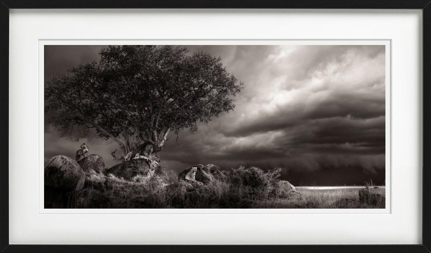 Abri, photographie d'art, 2023 en vente 5