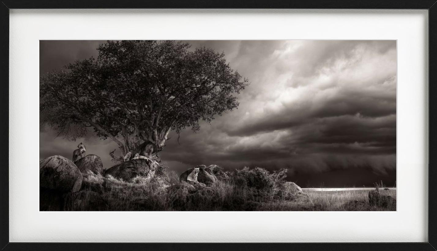 Abri, photographie d'art, 2023 en vente 2