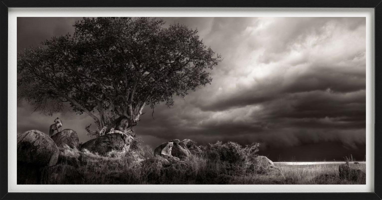 Abri, photographie d'art, 2023 en vente 3