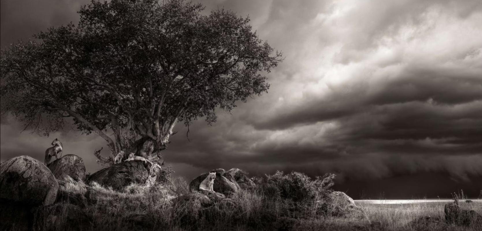 Black and White Photograph Joachim Schmeisser - Abri, photographie d'art, 2023