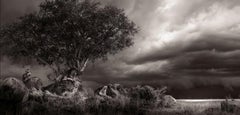 Shelter, Fotografia d'arte, 2023