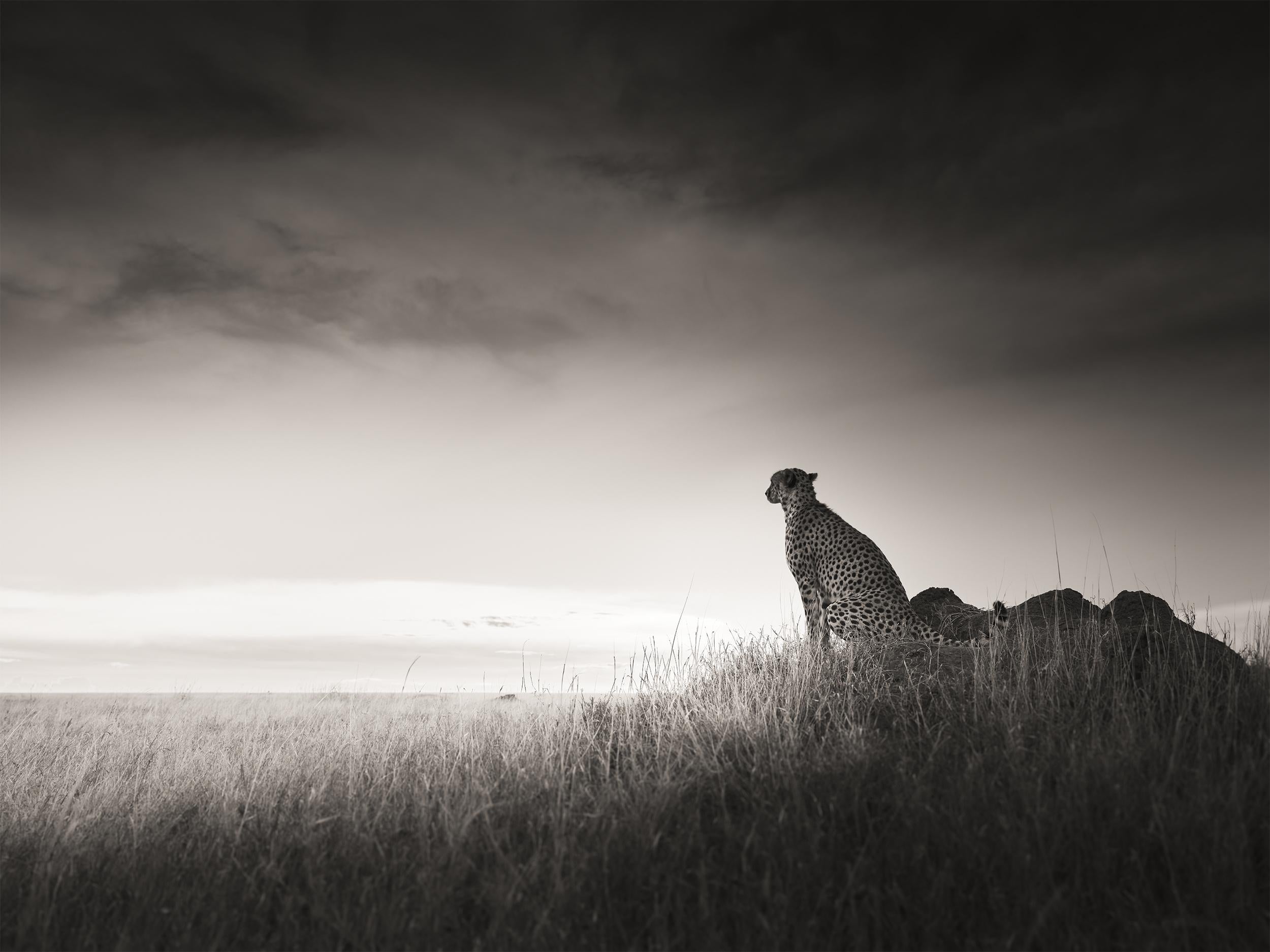 Silencio, contemporáneo, vida salvaje, fotografía en blanco y negro, León