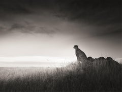 Silence, contemporary, wildlife, black and white photography, Lion