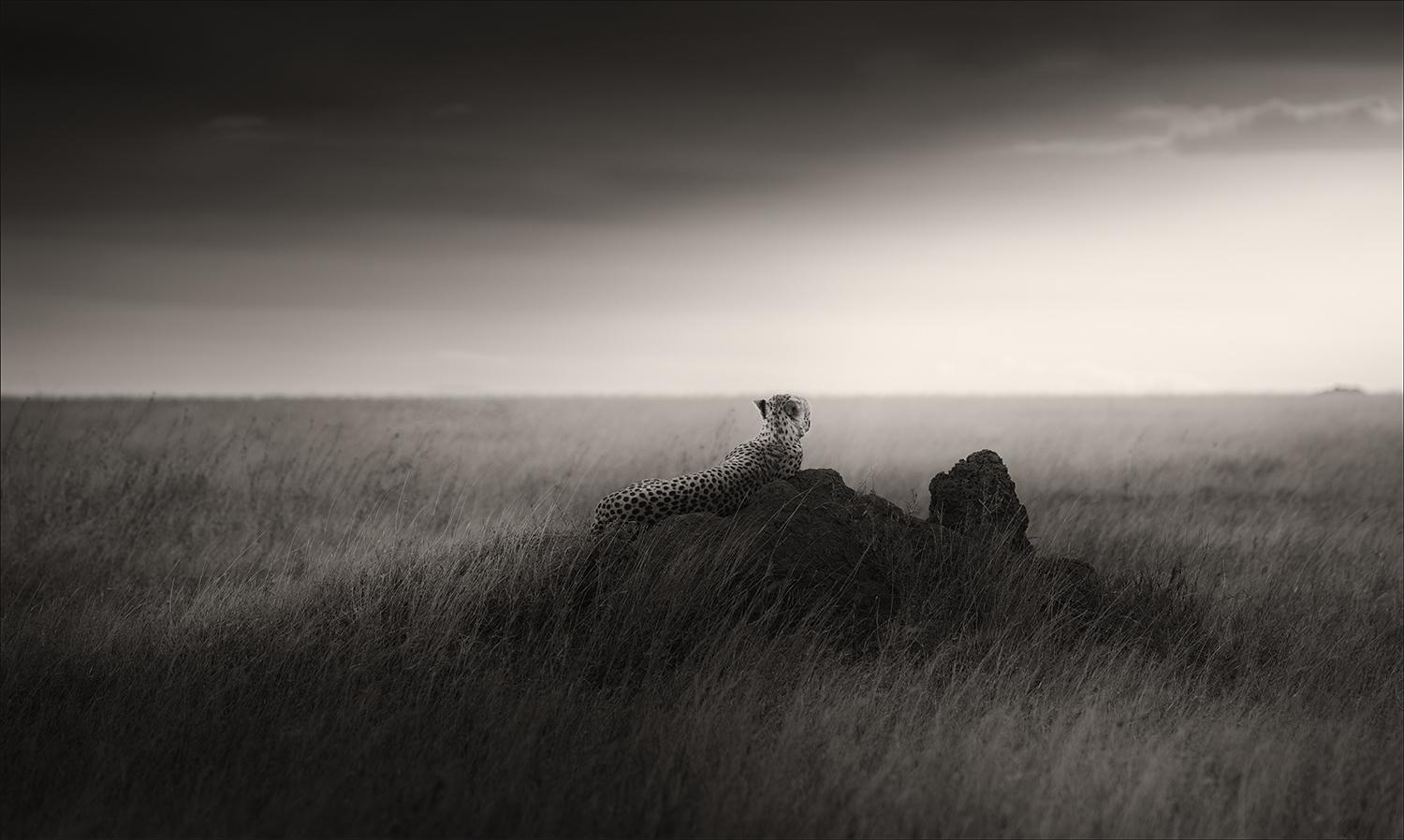 Black and White Photograph de Joachim Schmeisser - Silencio II, contemporáneo, vida salvaje, fotografía en blanco y negro, León
