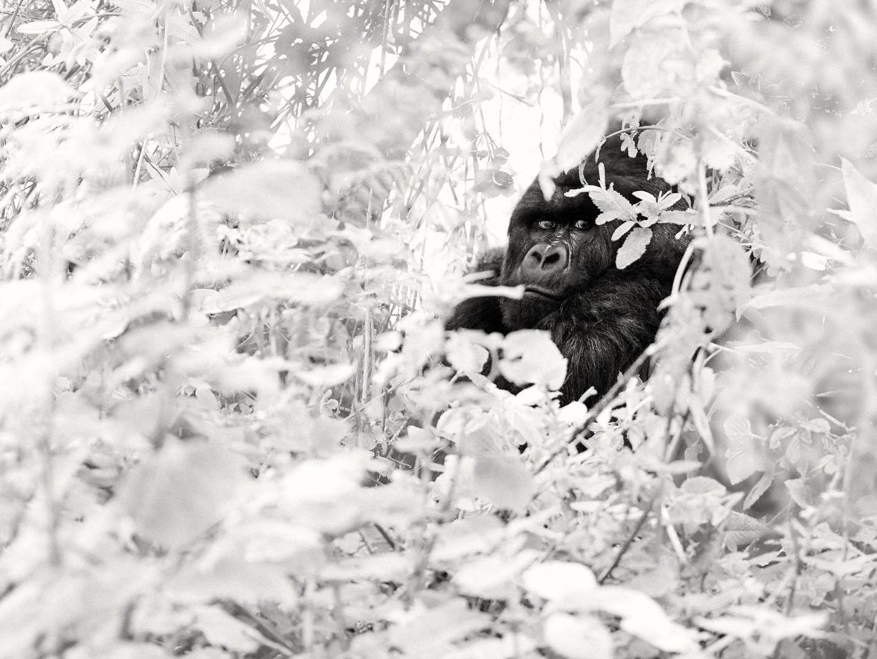 Joachim Schmeisser Still-Life Photograph - Silverback - gorilla sitting inbetween leaves and looking at camera in b&w