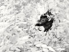 Silberrücken – Gorilla sitzt zwischen Blättern und schaut mit der Kamera in b&w