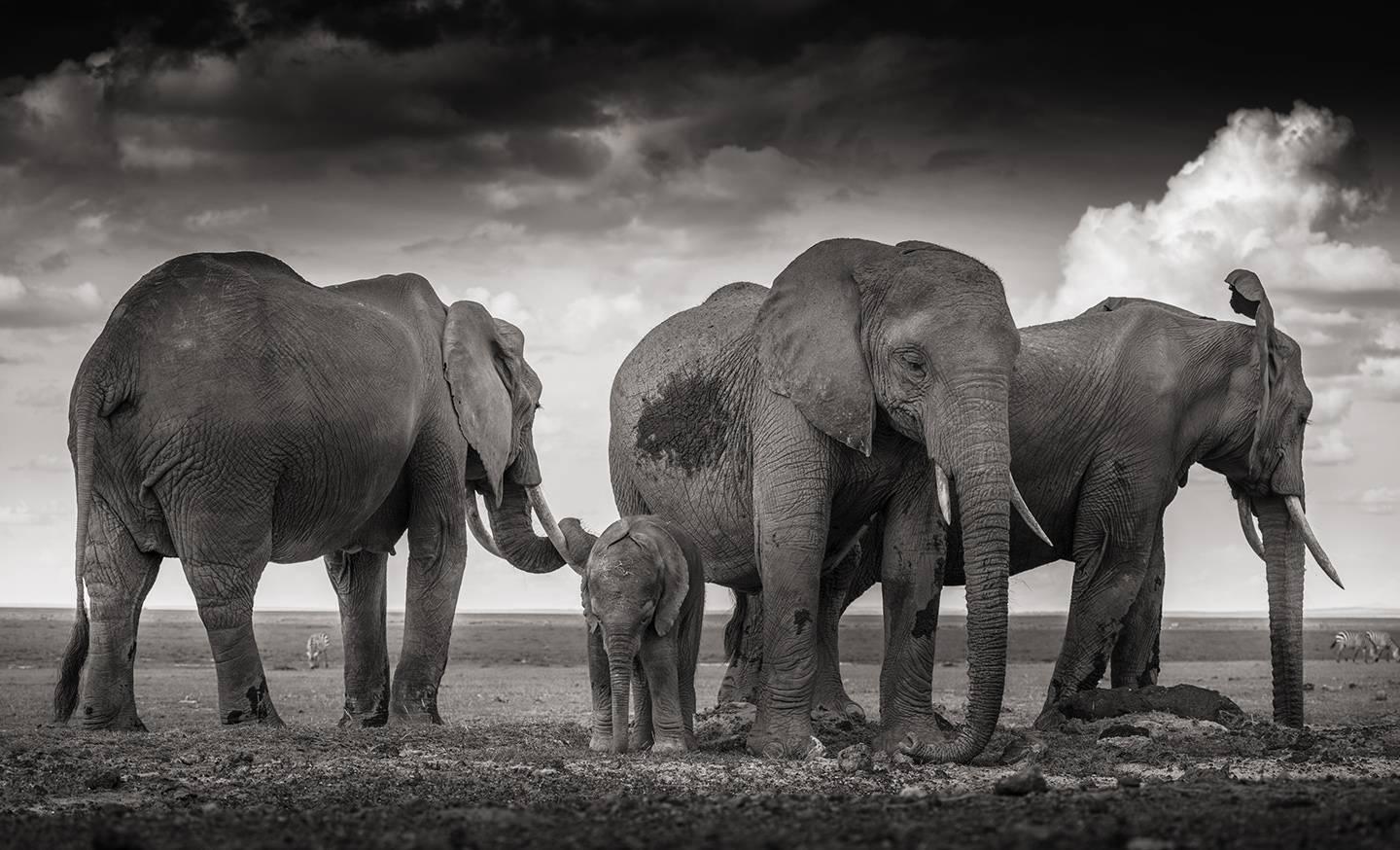 Joachim Schmeisser Black and White Photograph - Sleeping family, Elephant, black and white photography, wildlife