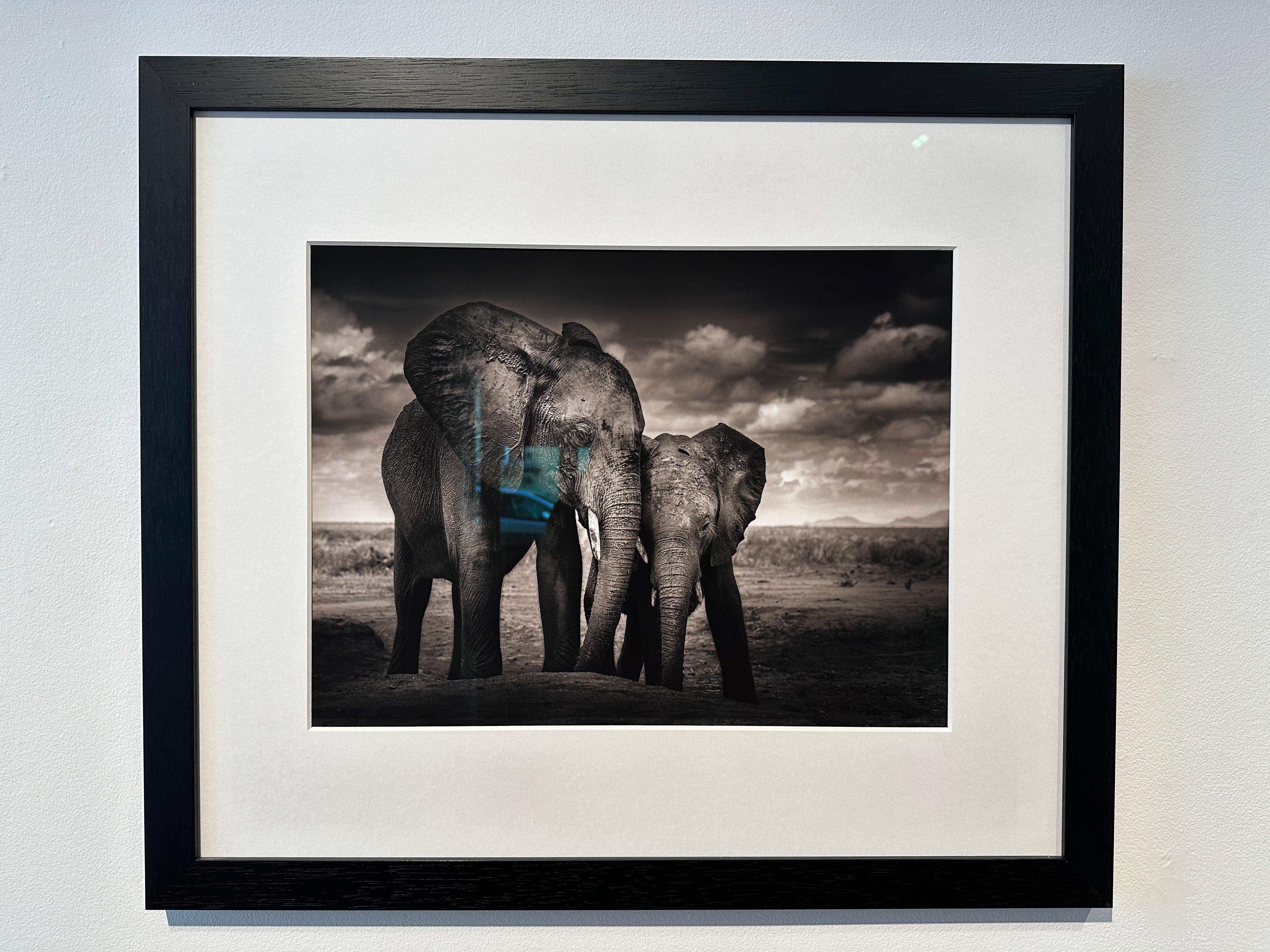 Soulmates, Éléphant, animal, faune sauvage, photographies en noir et blanc - Photograph de Joachim Schmeisser