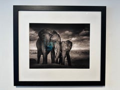 Soulmates, Elephant, animal, wildlife, black and white photography