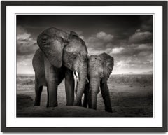 Soulmates, Elephant, animal, wildlife, black and white photography, africa