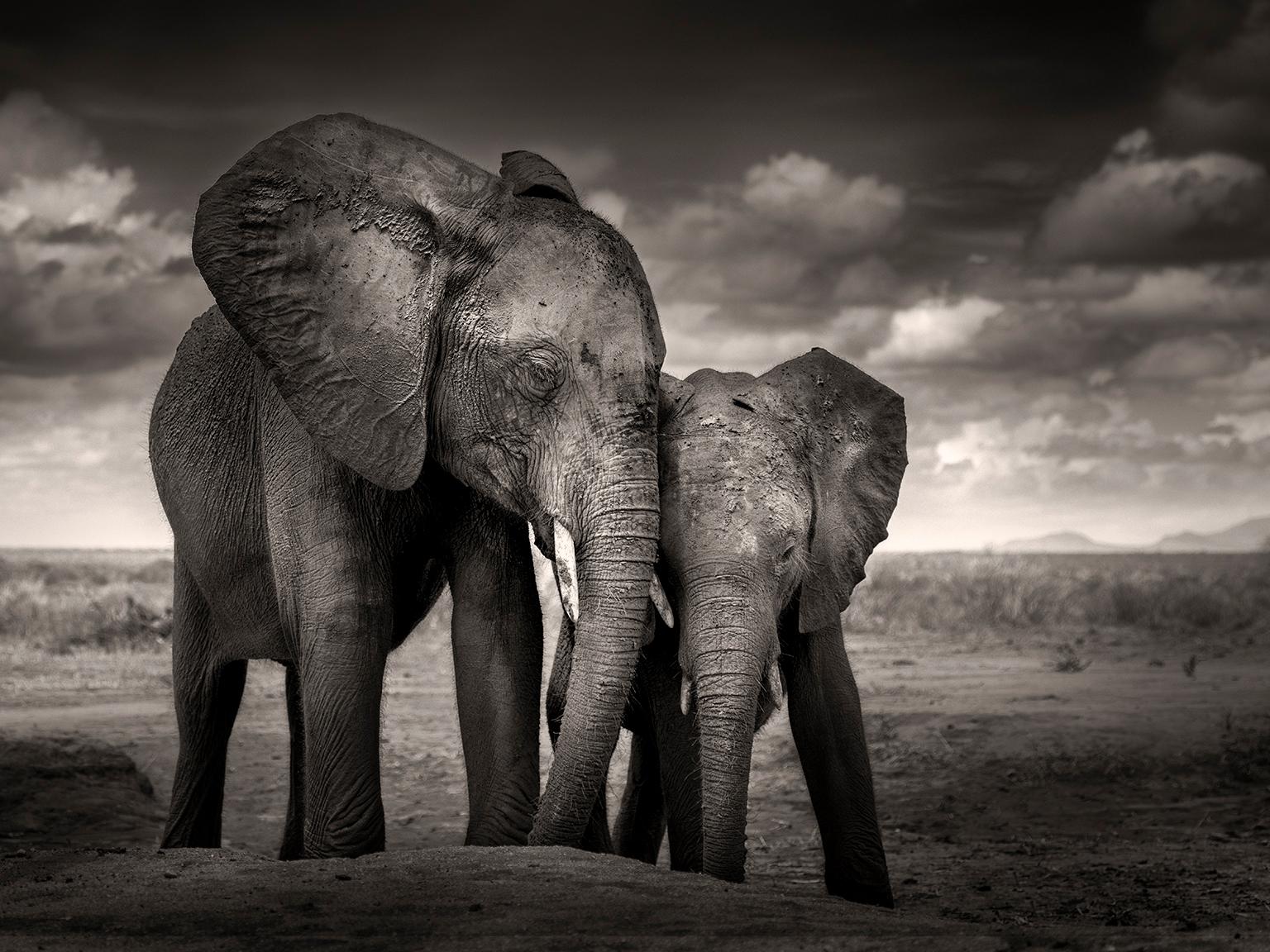 Joachim Schmeisser Black and White Photograph - Soulmates, Elephant, animal, wildlife, black and white photography, africa