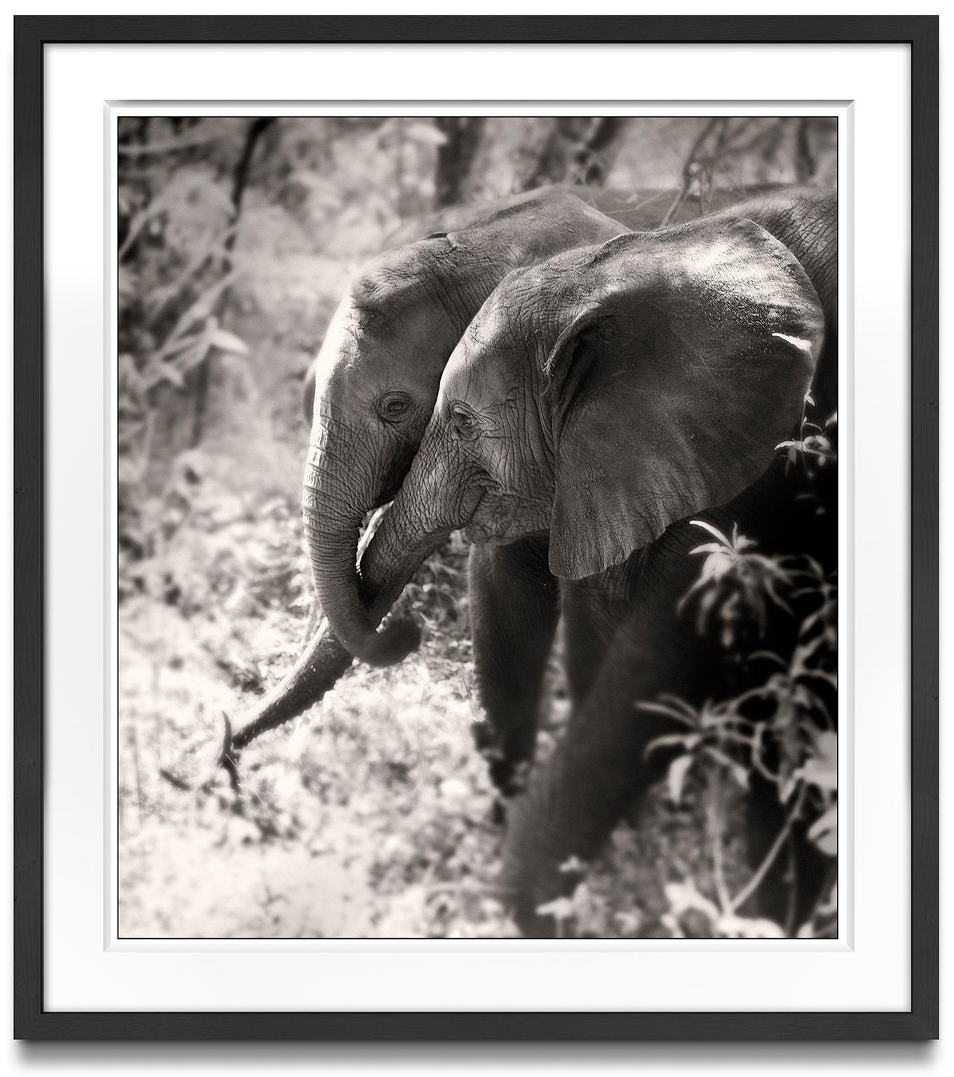 Soulmates II, Kenya, elephant, animal, wildlife, black and white photography - Photograph by Joachim Schmeisser