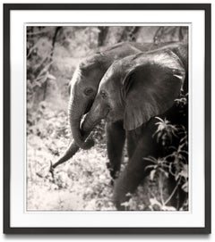Soulmates II, Kenya, elephant, animal, wildlife, black and white photography